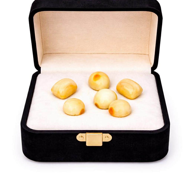 Japanese White Marjan (Original Coral)